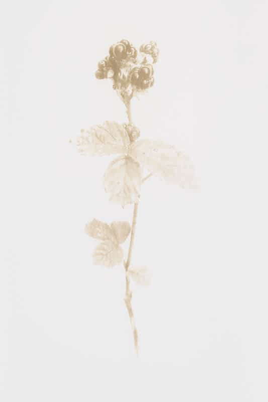 Bramble (2019) Laser engraved print on somerset paper, 75 x 55 cm, Edition of 25. Showing full image to torn edges