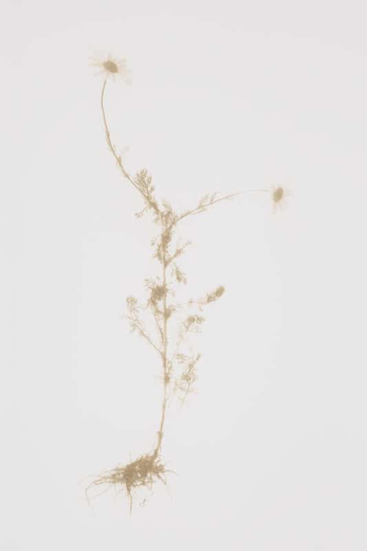 Chamomile (2019) Laser engraved print on somerset paper, 75 x 55 cm, Edition of 25. Image slightly cropped and not showing torn edges of paper.