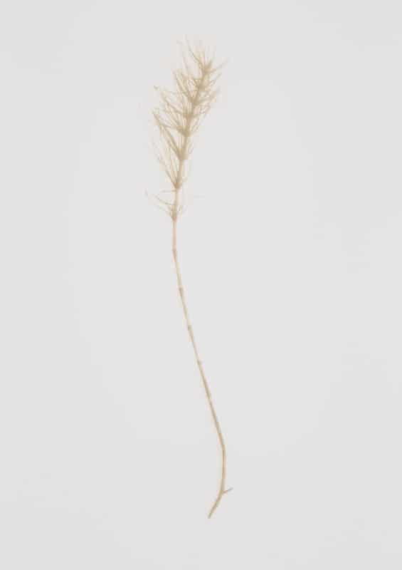 Horsetail (2018) Laser engraved print on somerset paper, 75 x 55 cm, Edition of 25. Image slightly cropped and not showing torn edges of paper.