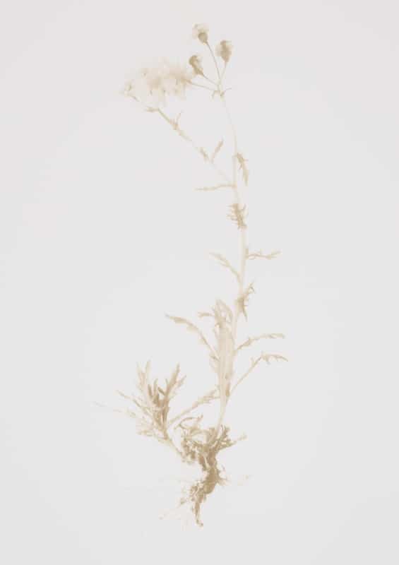 Ragwort (2018) Laser engraved print on somerset paper, 75 x 55 cm, Edition of 25. Image slightly cropped and not showing torn edges of paper. 